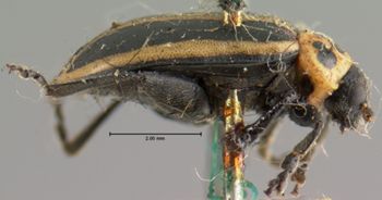 Media type: image; Entomology 18761   Aspect: habitus lateral view